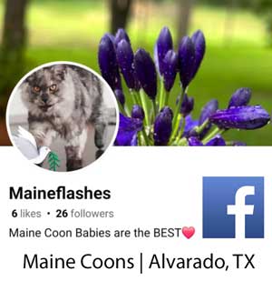 Maineflash Maine Coon