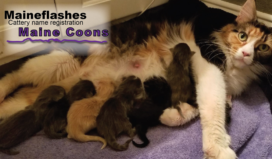 Maineflash Maine Coon  Girl Mama Cats