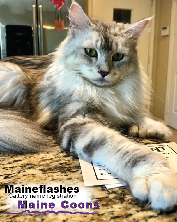 Maineflashes female Maine Coon