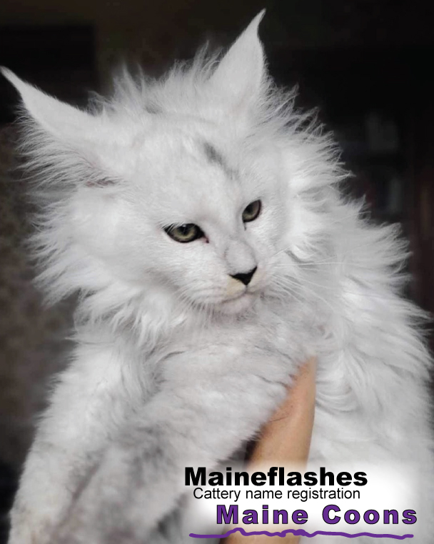 Maineflashes Female Maine Coon