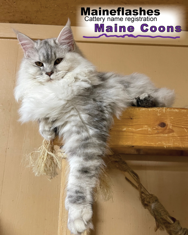 Maineflashes female Maine Coon