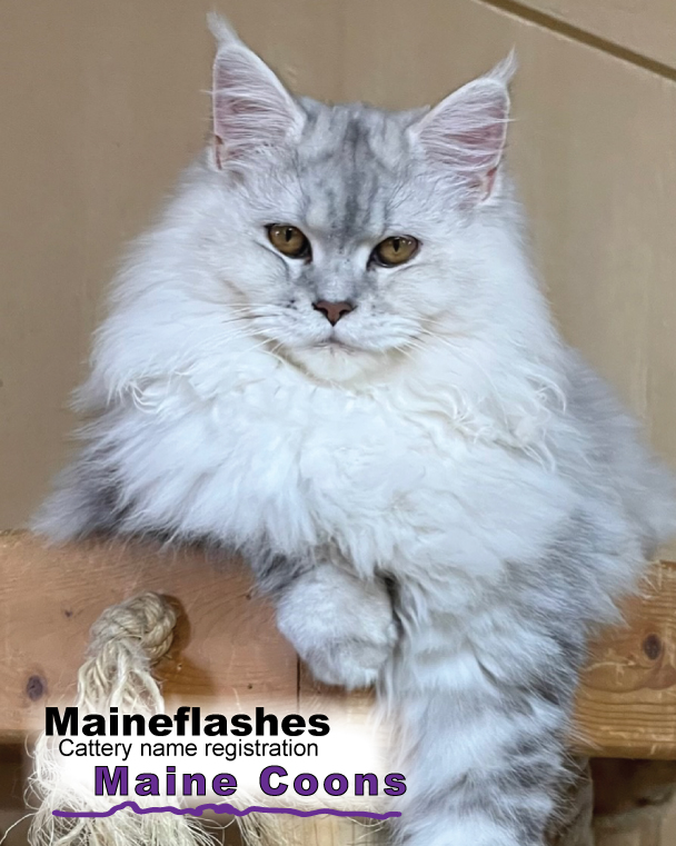 Maineflashes female Maine Coon