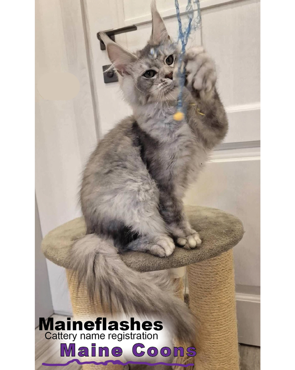 Maineflashes Male Maine Coon