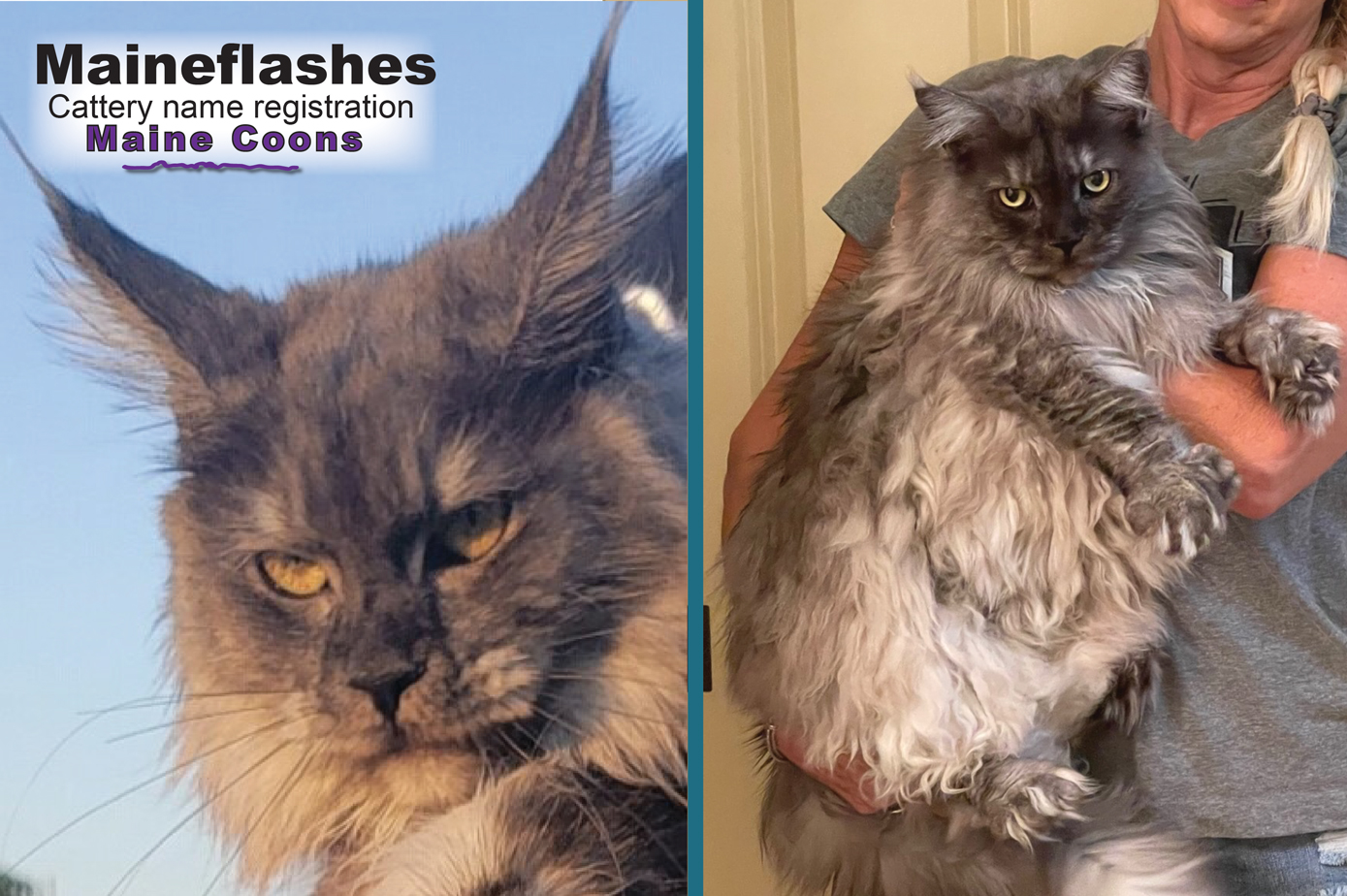 Maine Coon Cat Breeder / Maineflashes cattery name