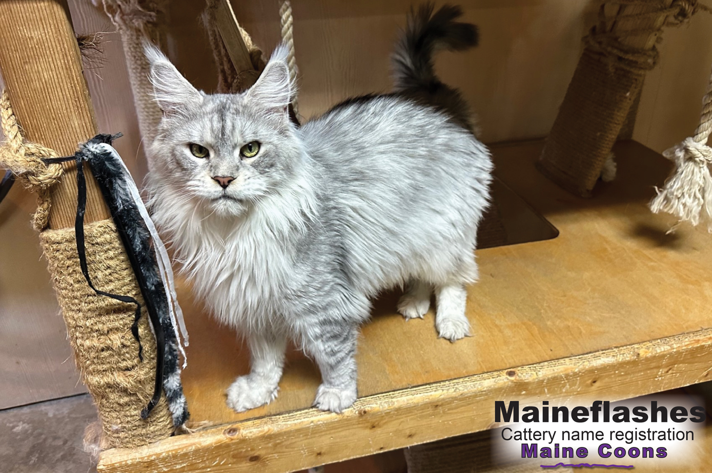 Maine Coon Cat Breeder / Maineflashes cattery name