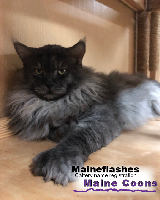 Maineflashes Male Maine Coon