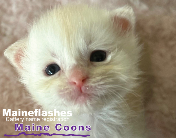 Maine Coons cat breeder, Maineflashes cattery registration