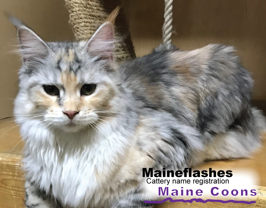 Central texas registered maine coons cat breeder maineflashes cattery
