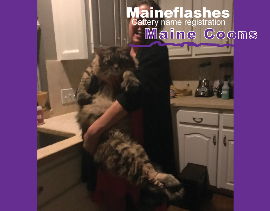 Central texas registered maine coons cat breeder maineflashes cattery