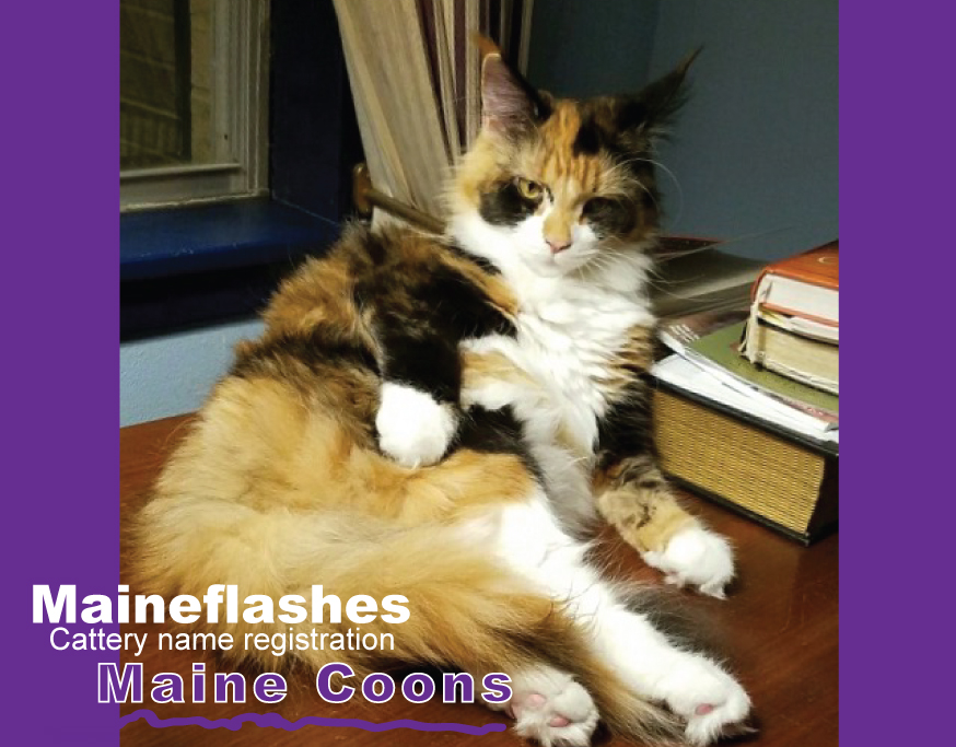 CFA Cat Registration