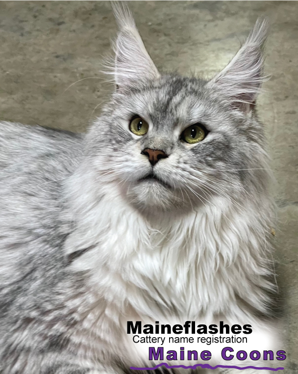 Maineflashes Female Maine Coon
