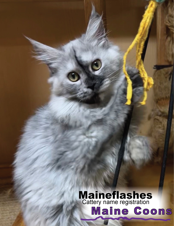 Maineflashes female Maine Coon