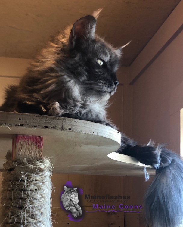 Maine Coons cat breeder, Maineflashes cattery registration